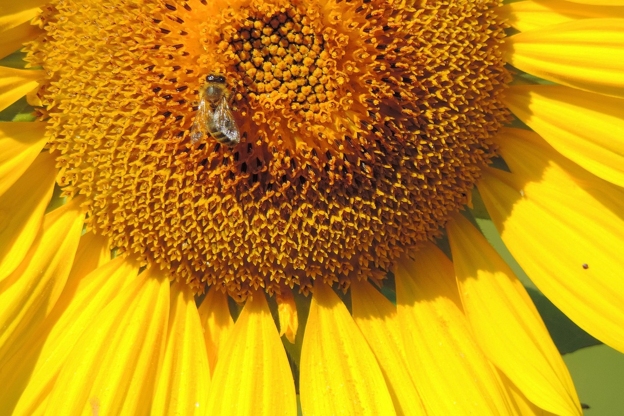 blossom  bloom  sunflower free photo