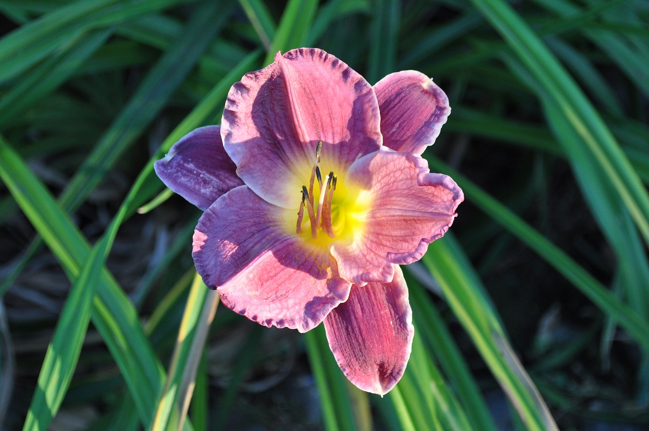 blossom  flower  plant free photo