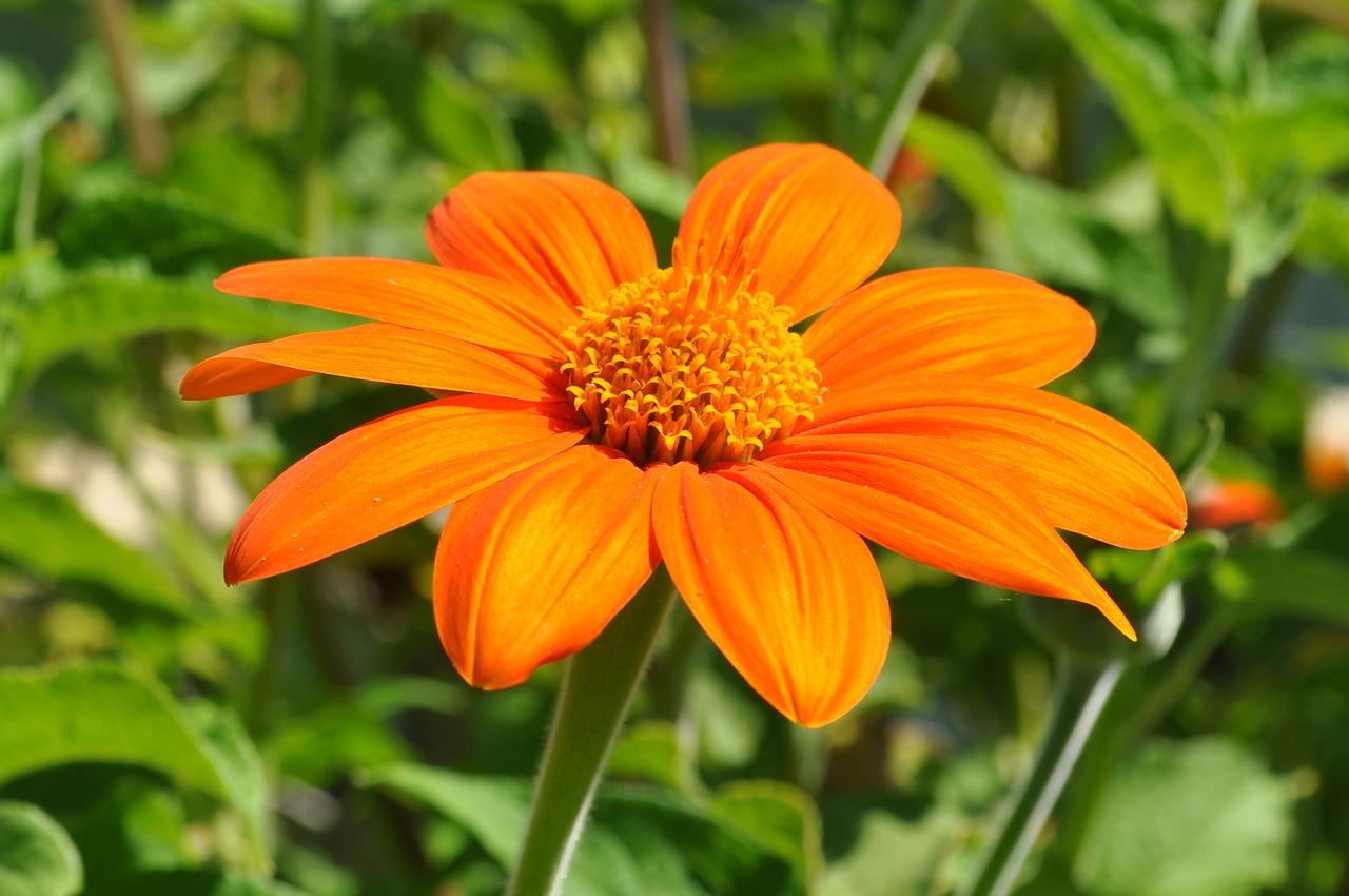 blossom  flower  plant free photo