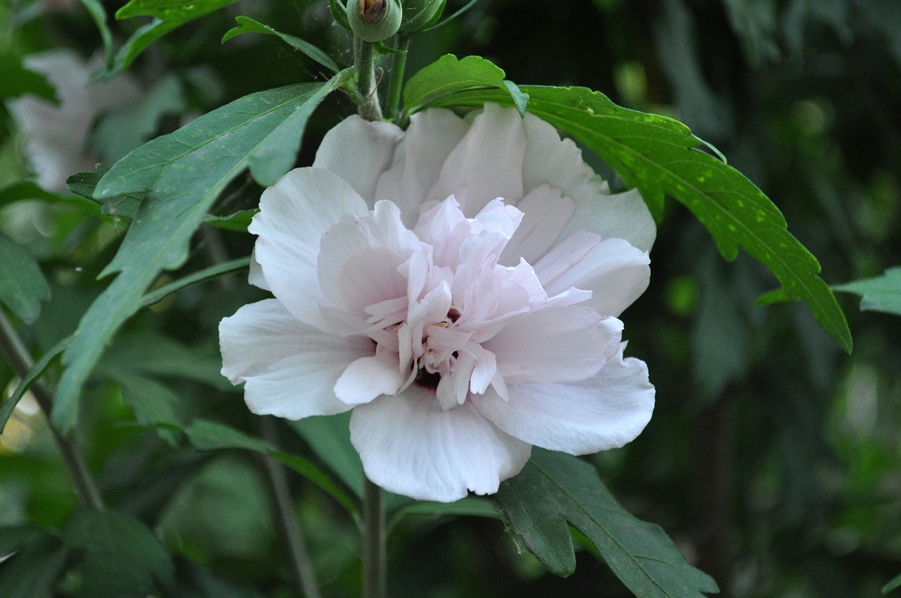 blossom  flower  plant free photo