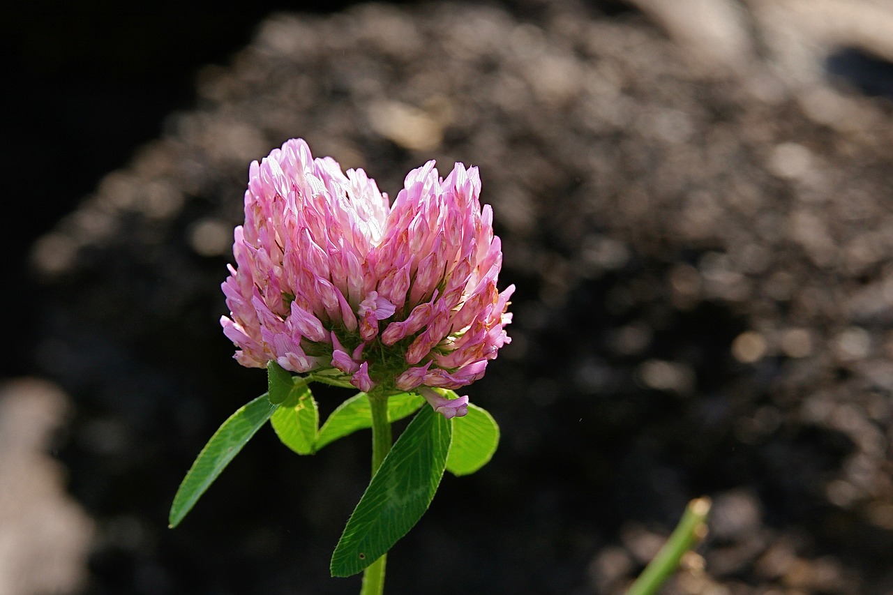 blossom  bloom  pink free photo