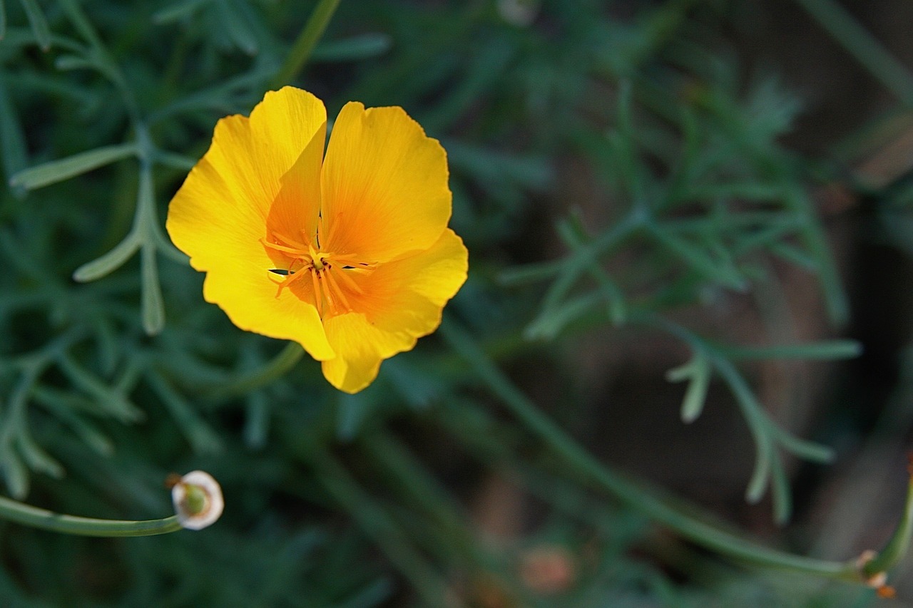 blossom  bloom  yellow free photo