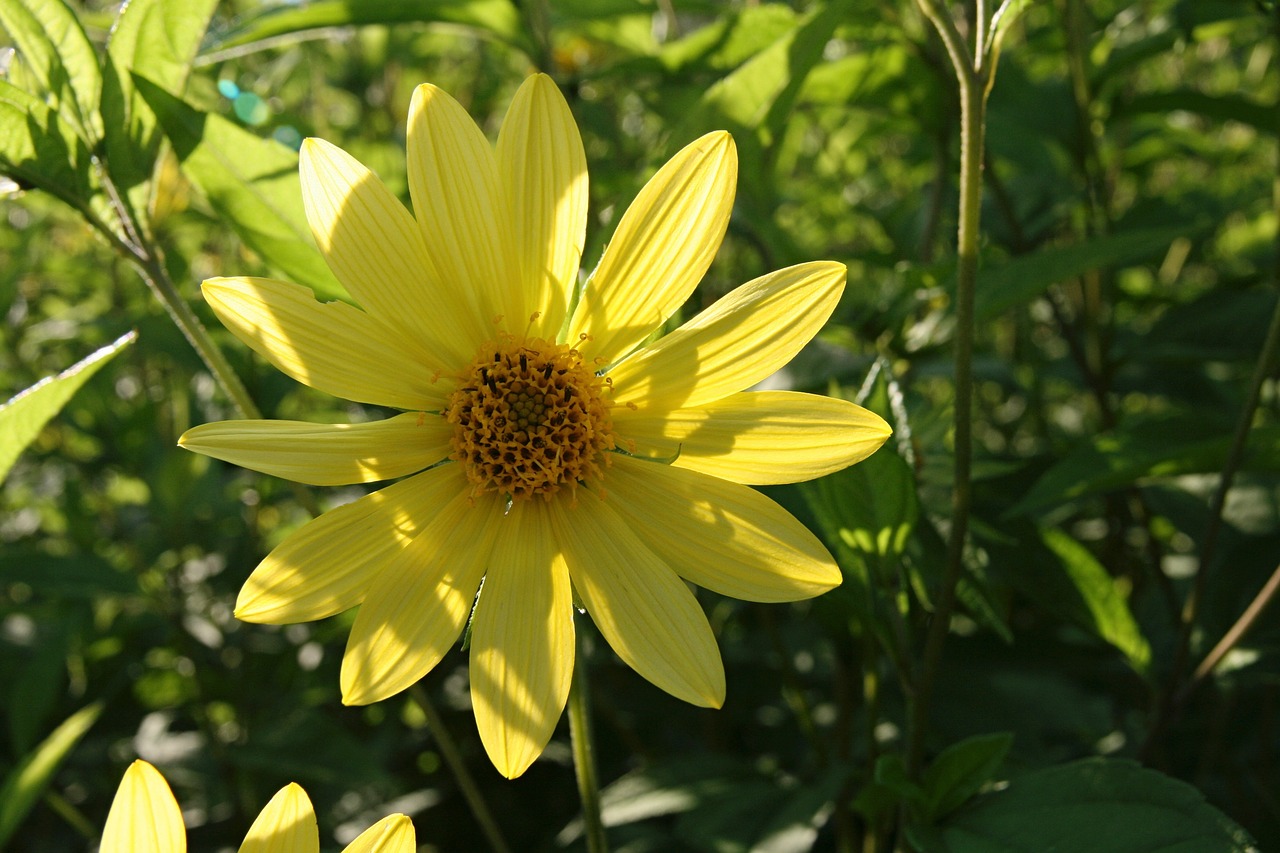 blossom  bloom  yellow free photo