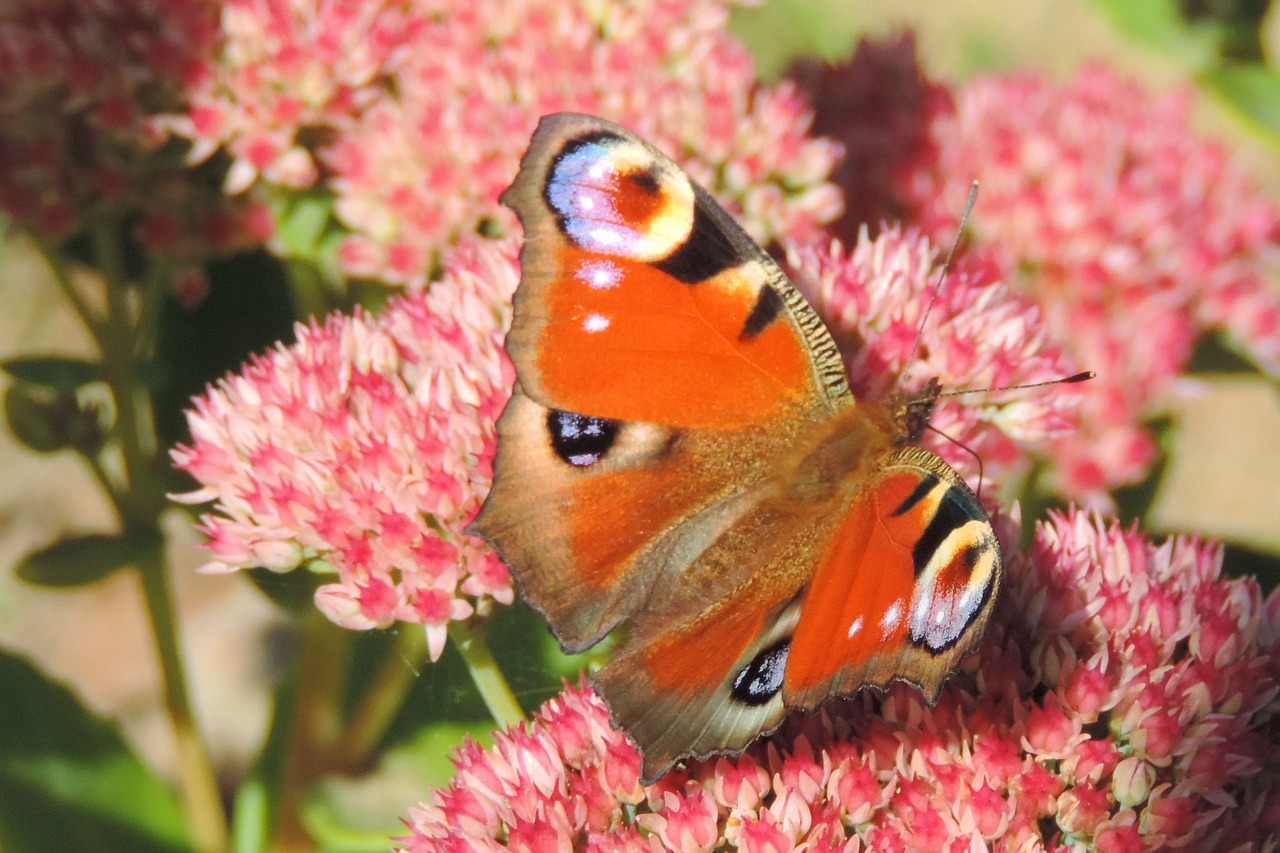 blossom  bloom  insect free photo