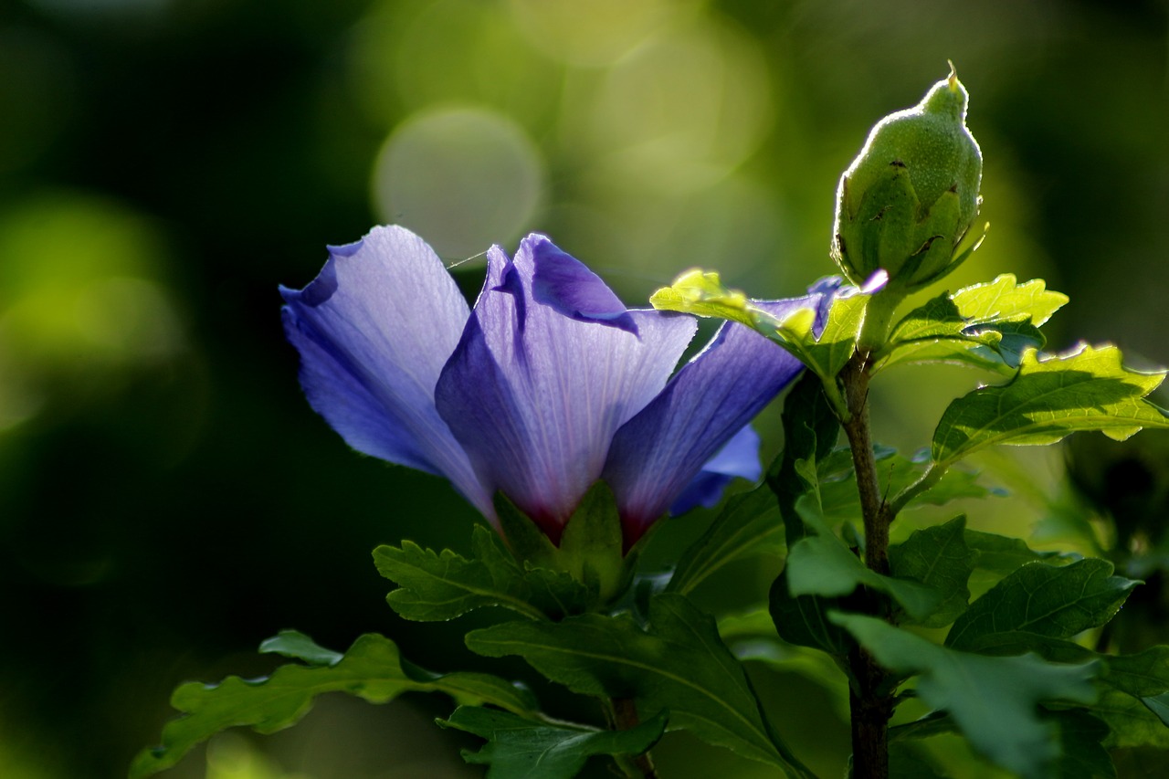 blossom  bloom  sun free photo