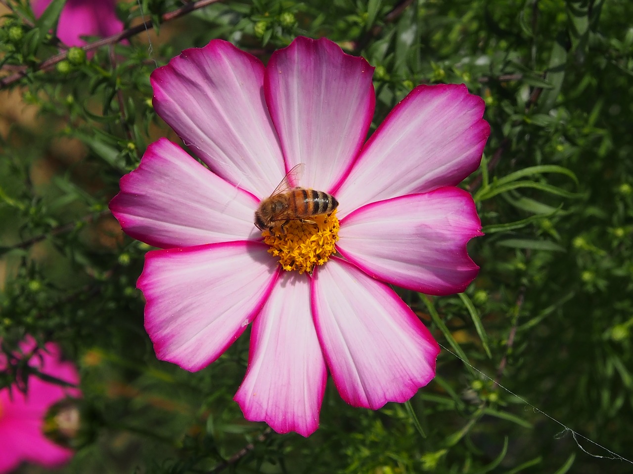 blossom  bloom  purple free photo