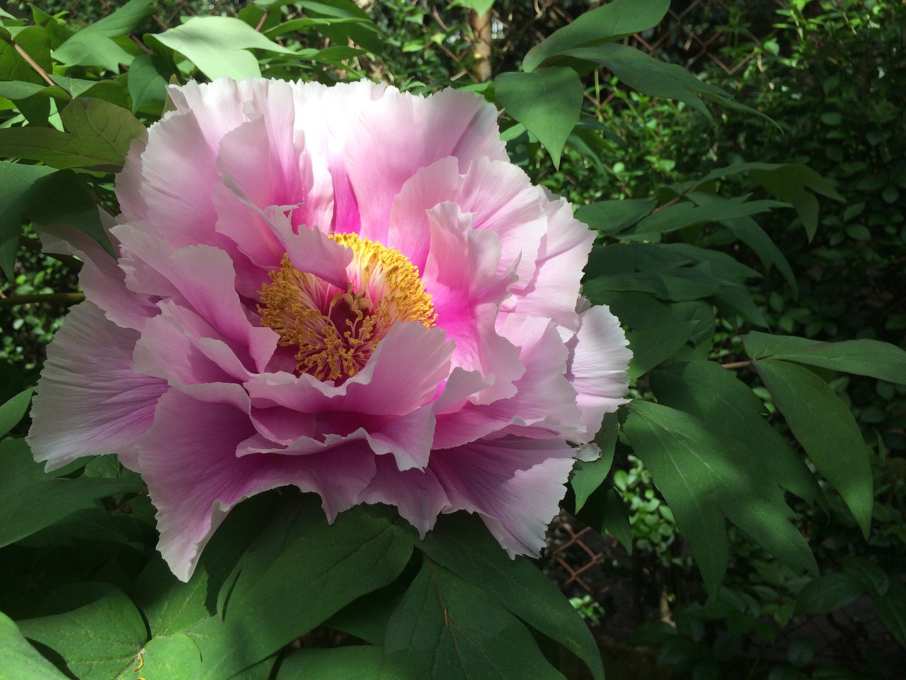 blossom  bloom  peony free photo