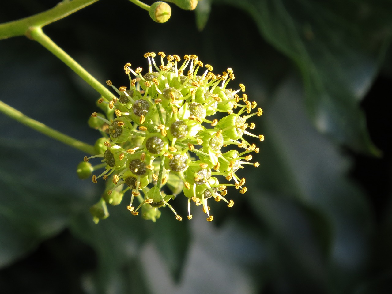 blossom  bloom  inflorescence free photo