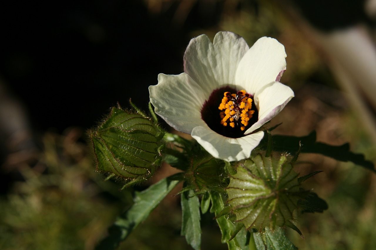 blossom  bloom  bud free photo