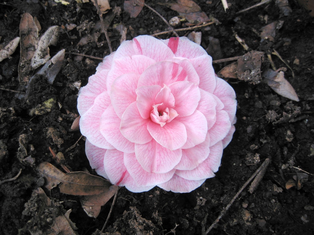 blossom  bloom  camellia free photo