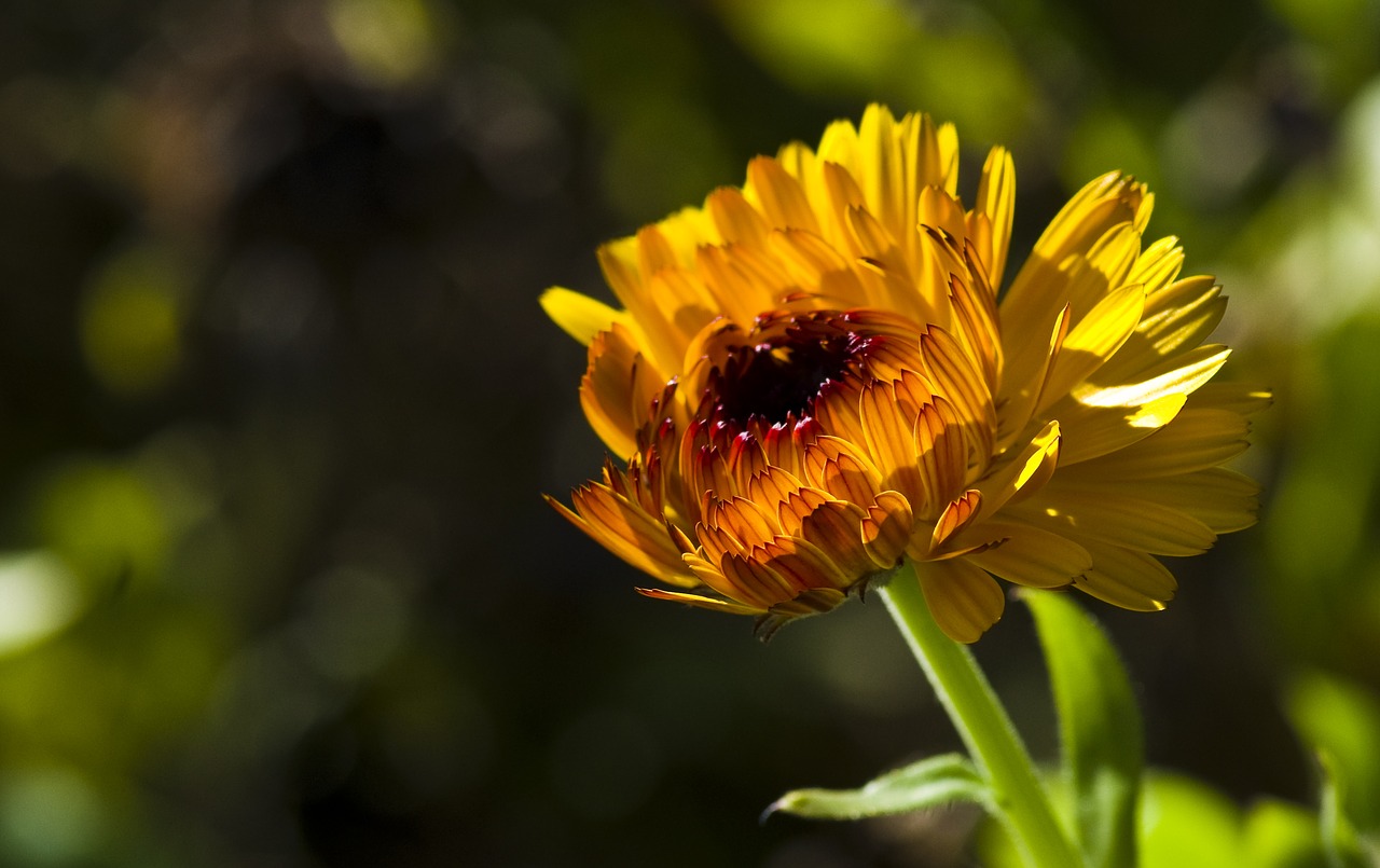 blossom  bloom  flower free photo