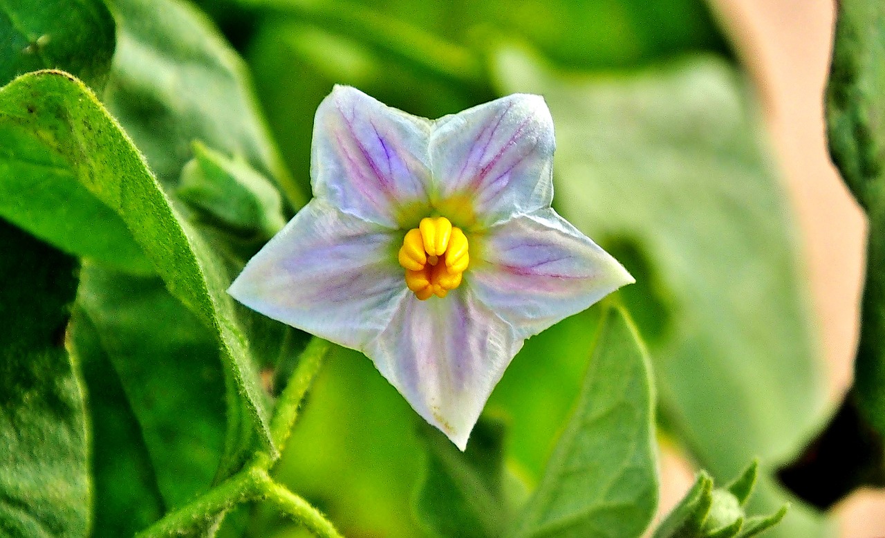 blossom  bloom  eggplant free photo