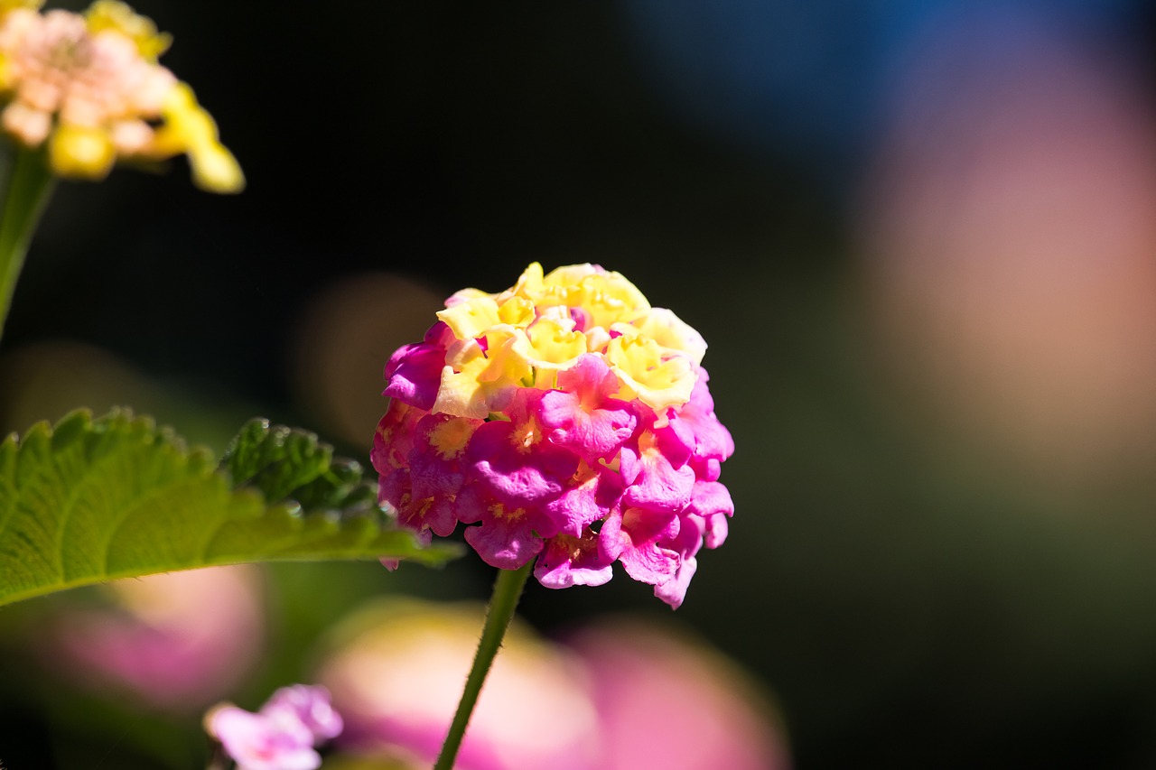 blossom  bloom  plant free photo