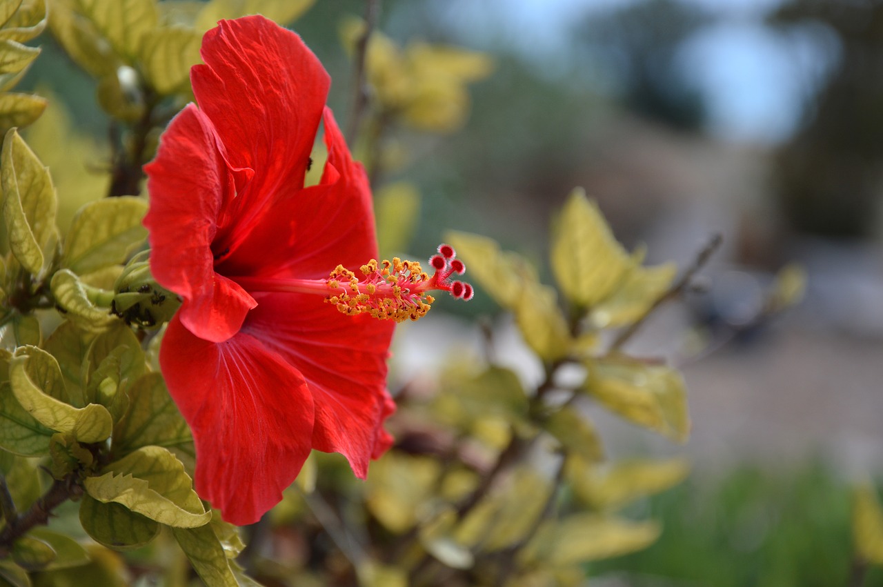 blossom  bloom  hibiscus free photo