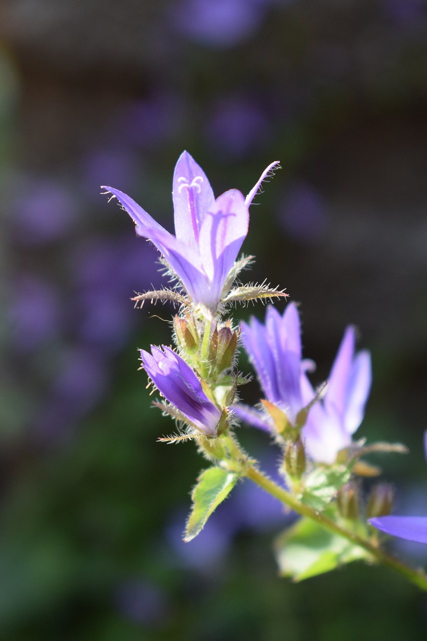 blossom  bloom  bellflower free photo