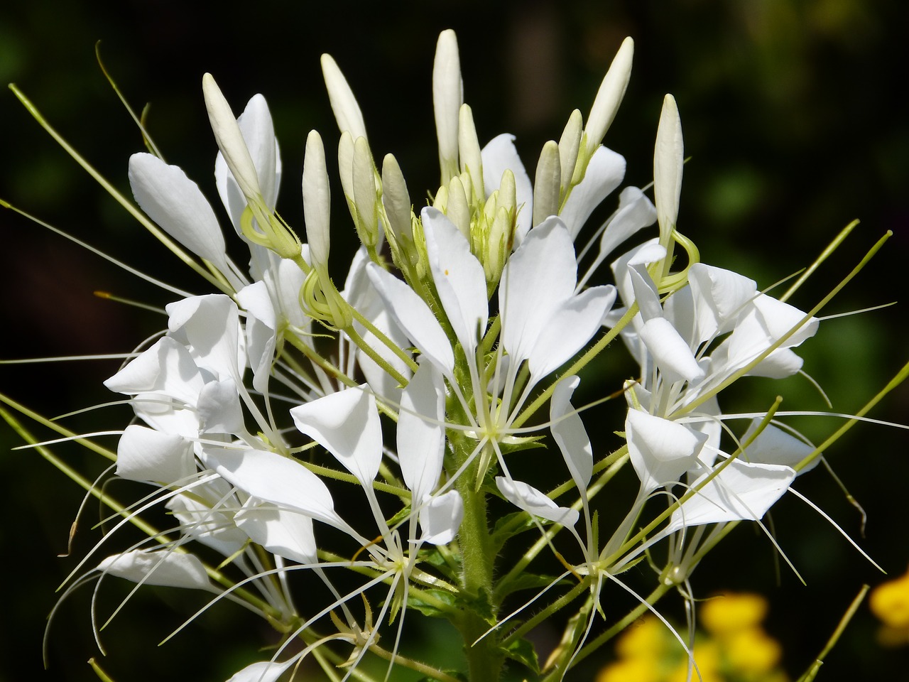 blossom  bloom  flower free photo