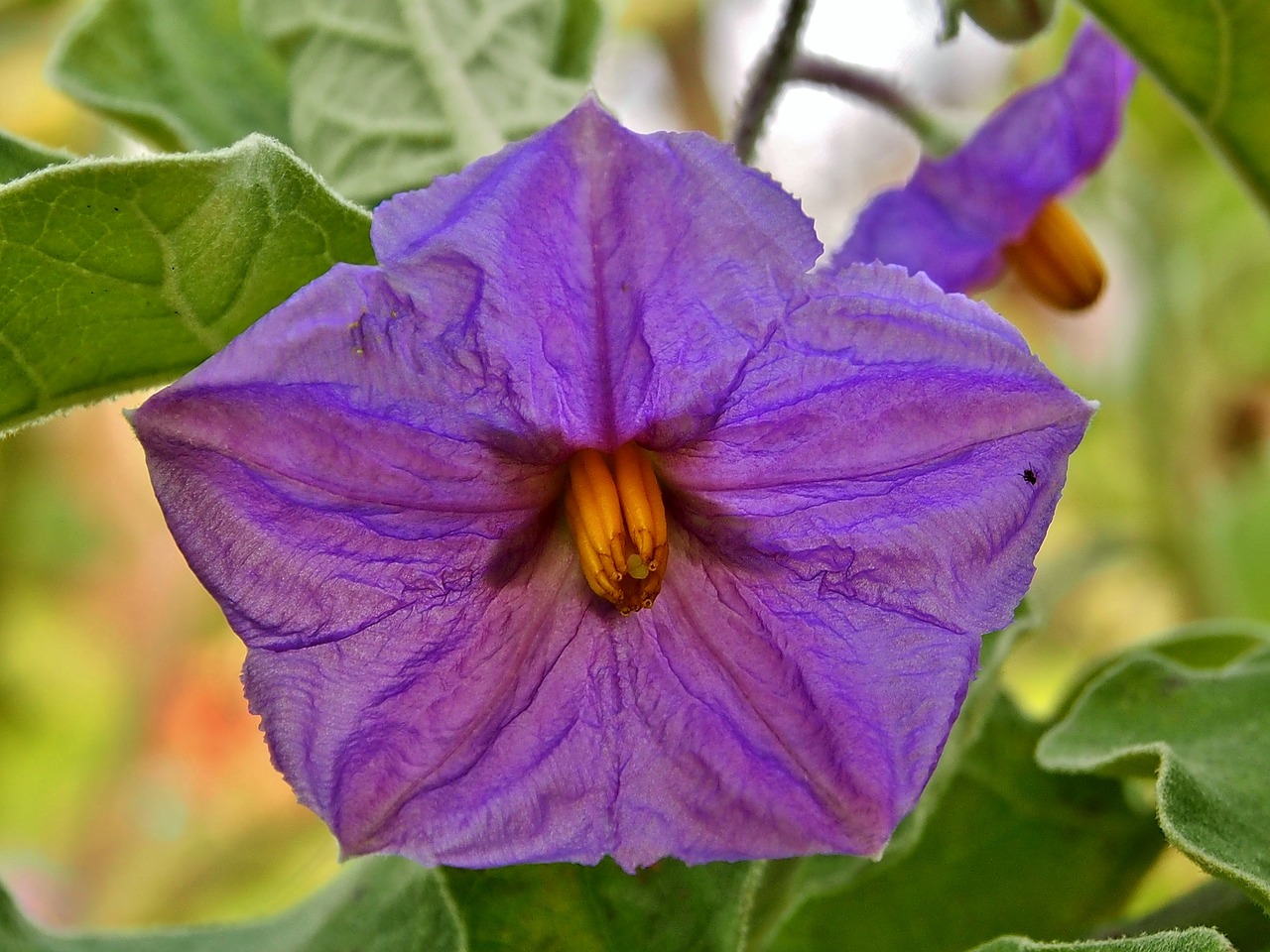 blossom  bloom  violet free photo