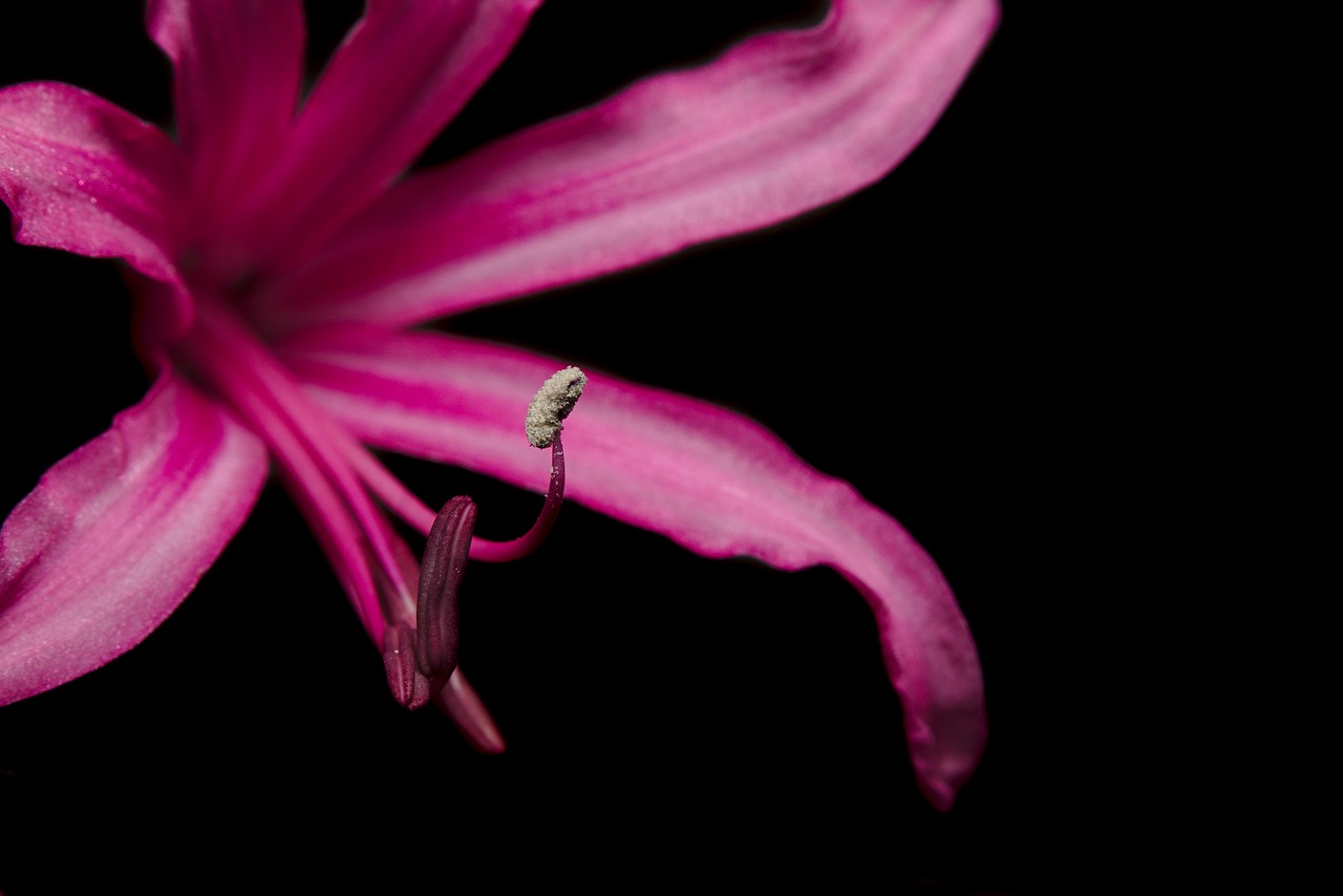 blossom  bloom  violet free photo