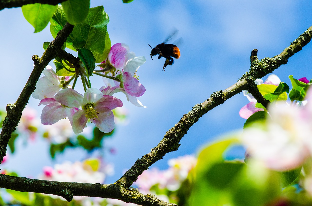 blossom  bloom  branch free photo