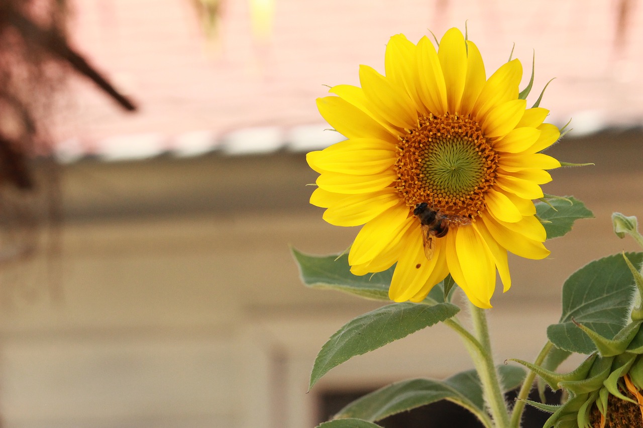 blossom  sunflower  wasp free photo