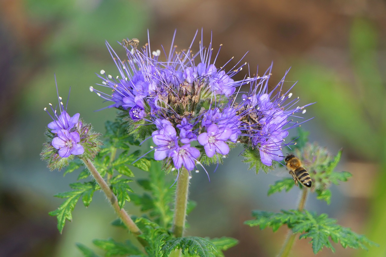 blossom  bloom  bee free photo