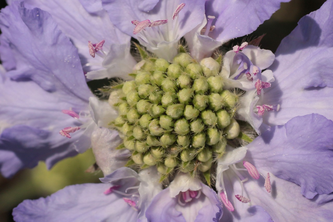 blossom  bloom  macro free photo