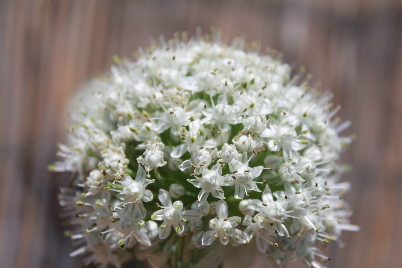 blossom  white  flower free photo