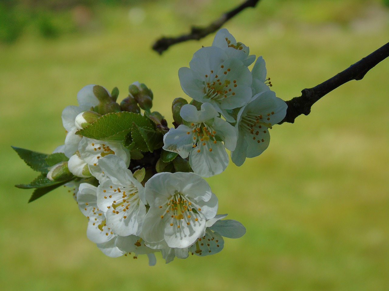 blossom  spring  cherry tree free photo