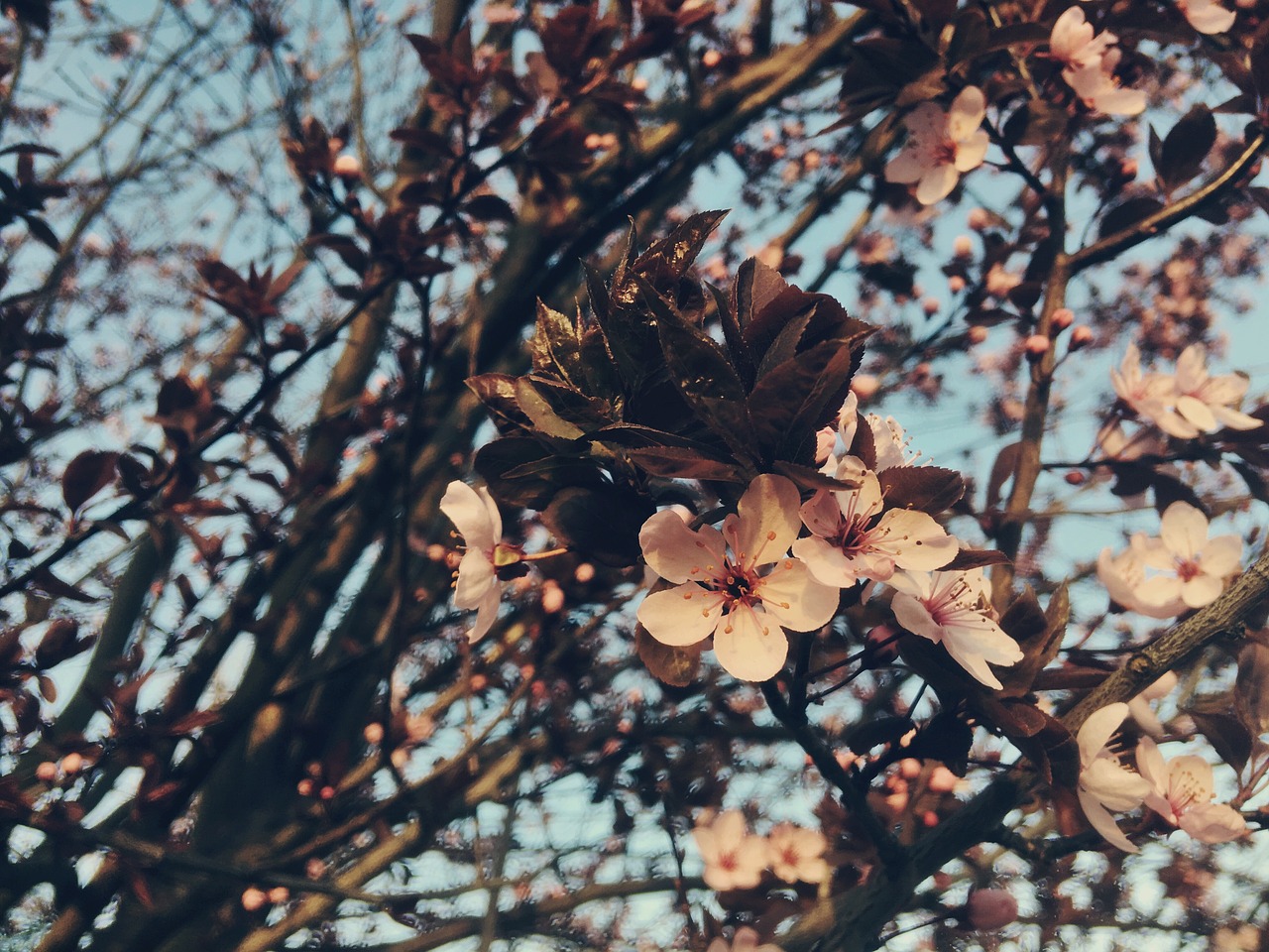 blossom  spring  flowers free photo