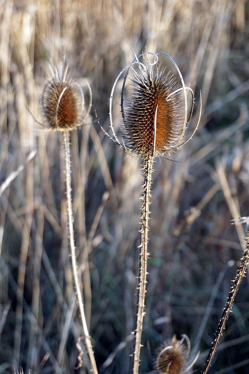 blossom  bloom  grass free photo