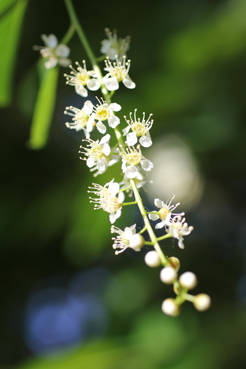 blossom  white  nature free photo