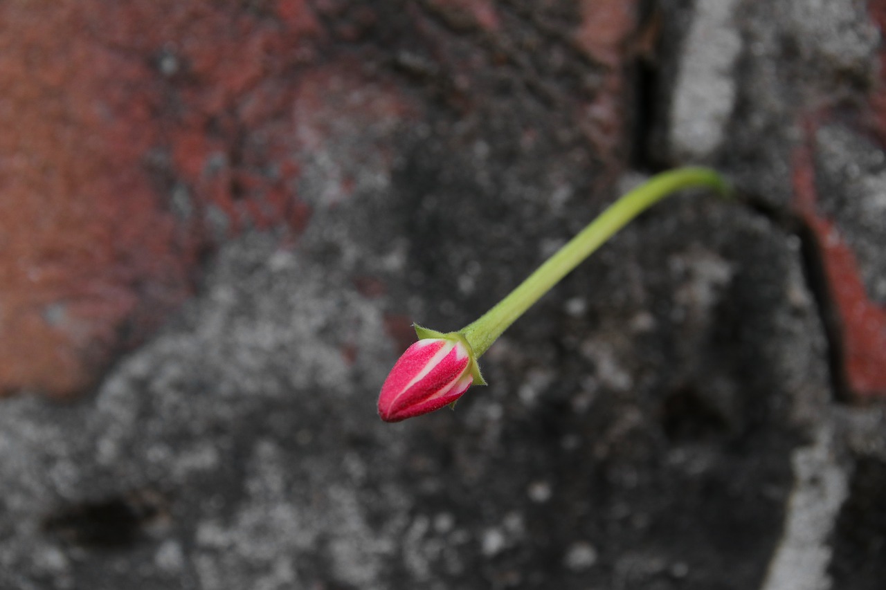 blossom  flower  nature free photo