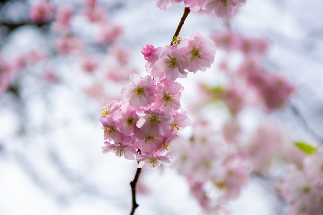 blossom  bloom  cherry free photo