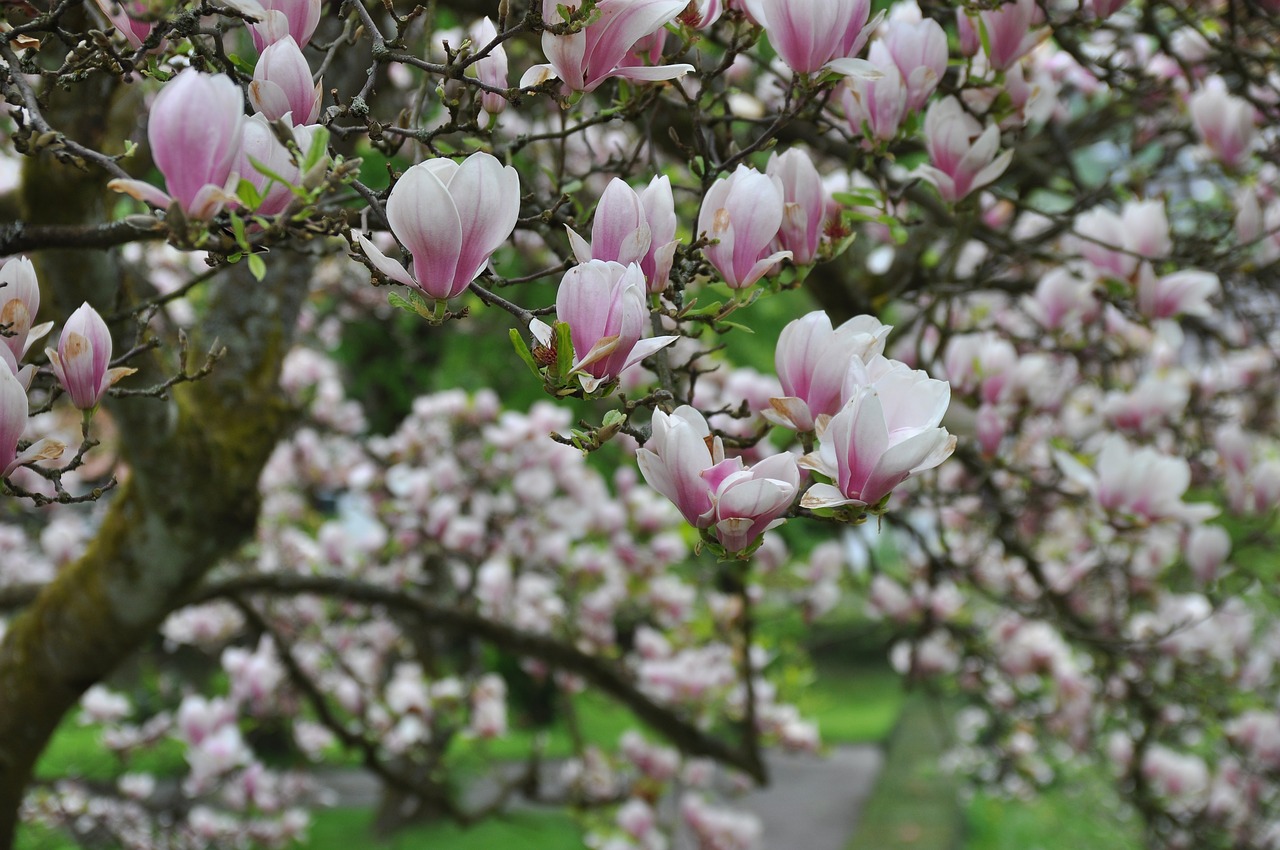 blossom  bloom  tree free photo