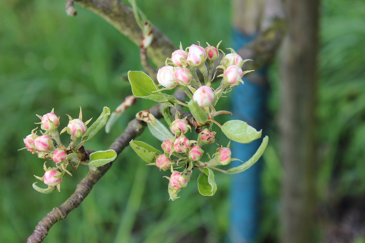 blossom  bloom  branch free photo