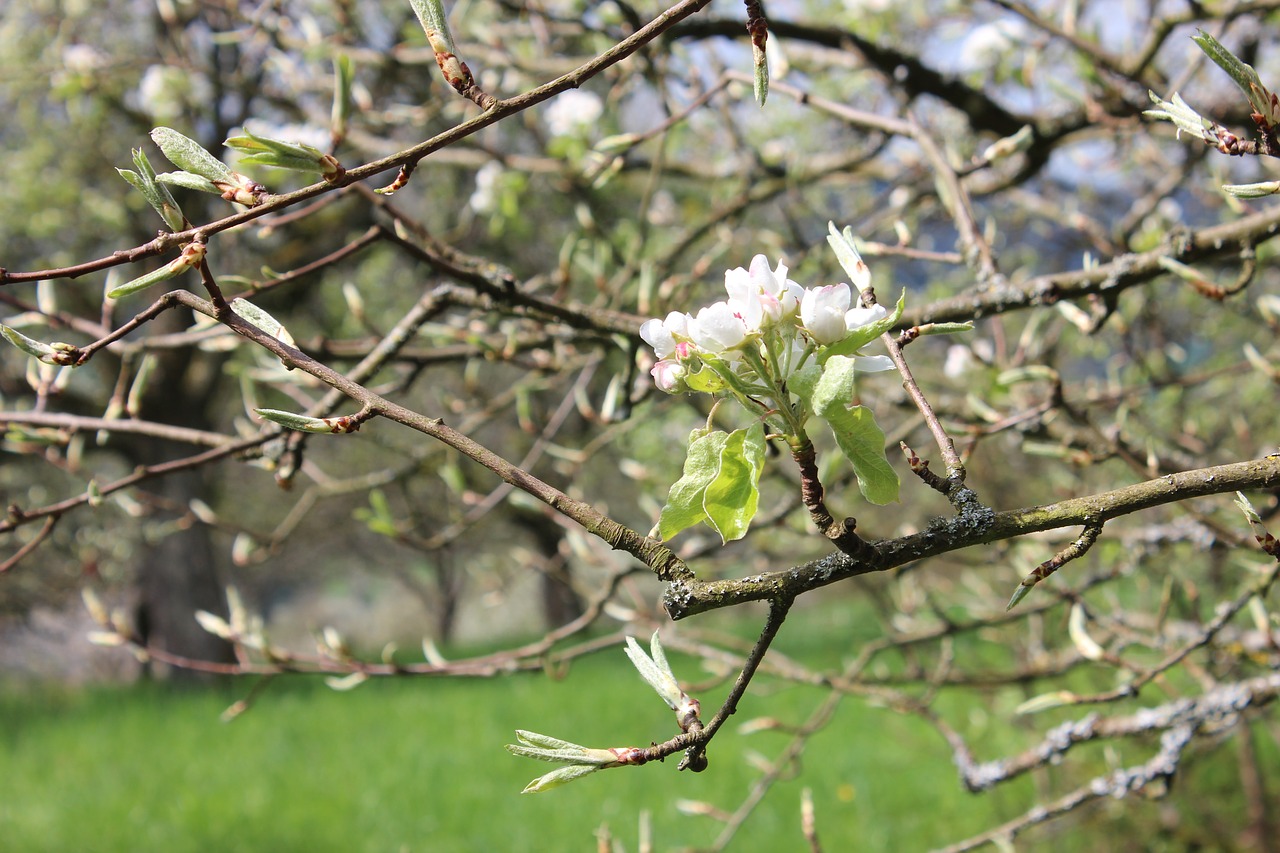 blossom  bloom  branch free photo