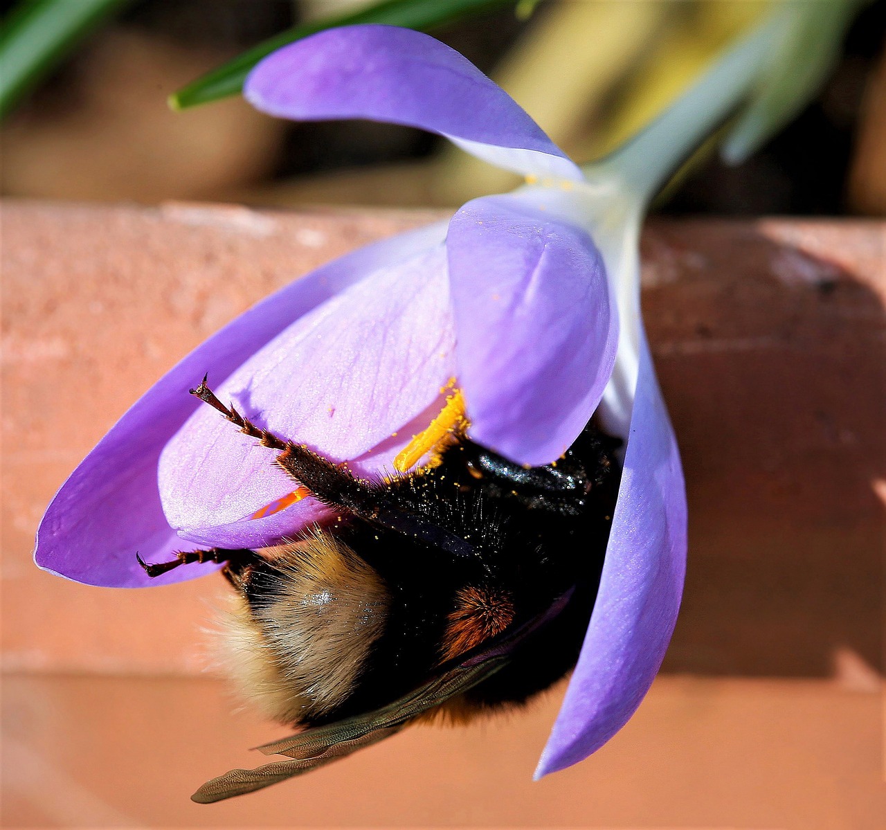 blossom  bloom  flower free photo