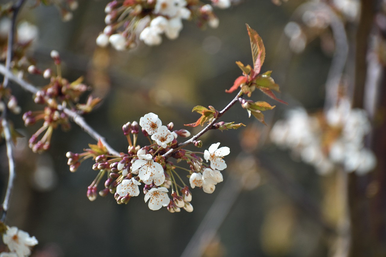 blossom  spring  white free photo