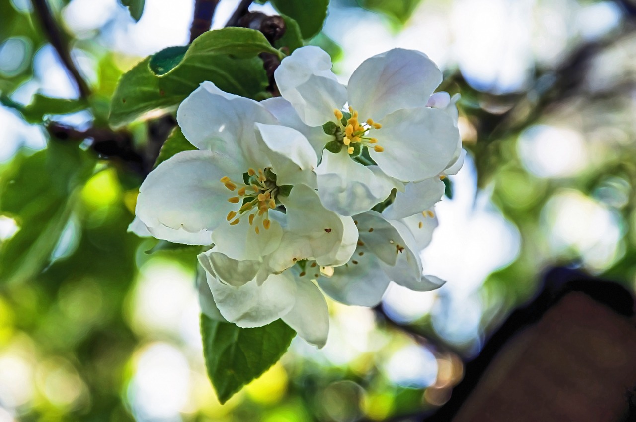 blossom  bloom  spring free photo