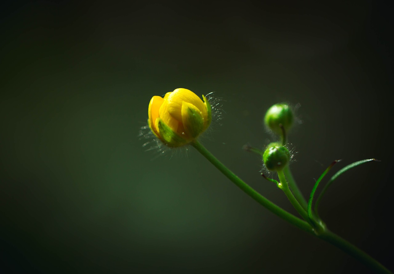 blossom  flower  plant free photo