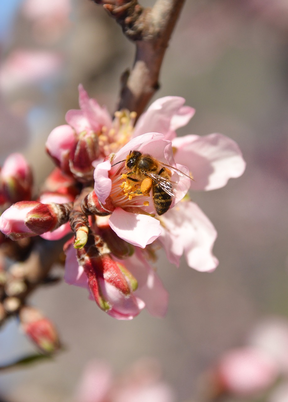 blossom  tree  pink free photo