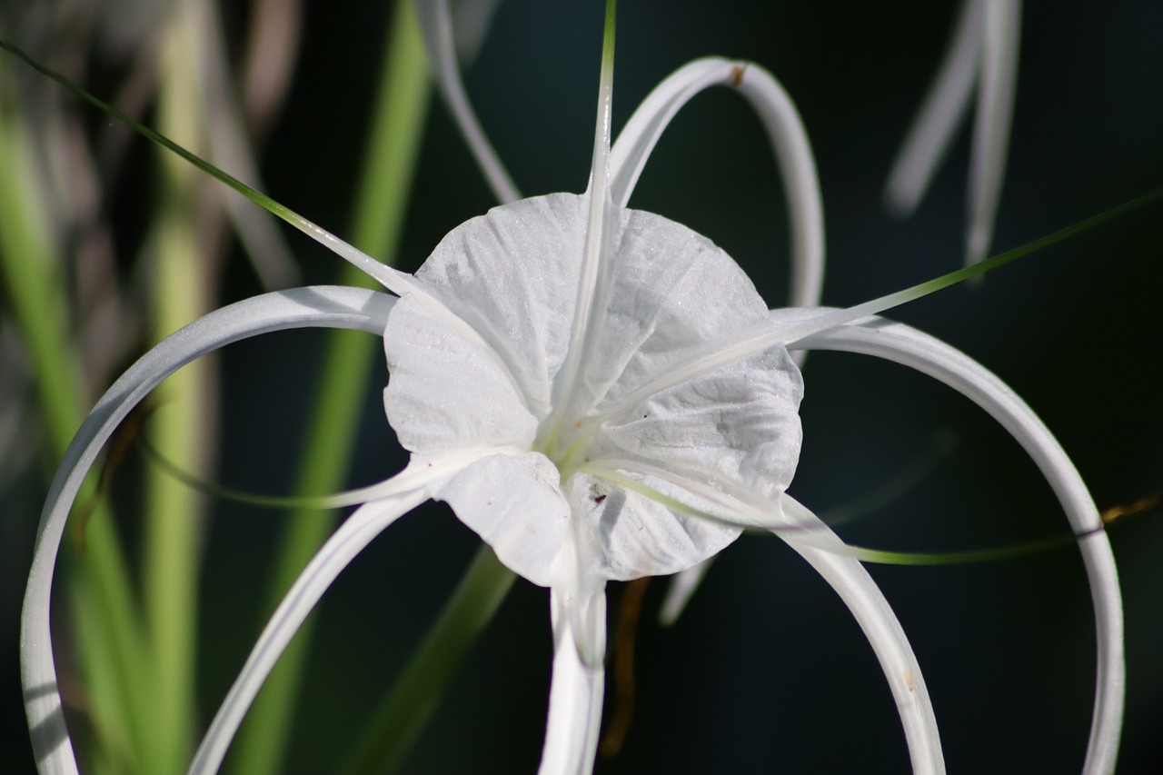 blossom  bloom  flower free photo