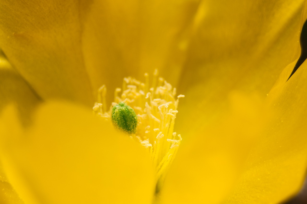 blossom  bloom  cactus free photo