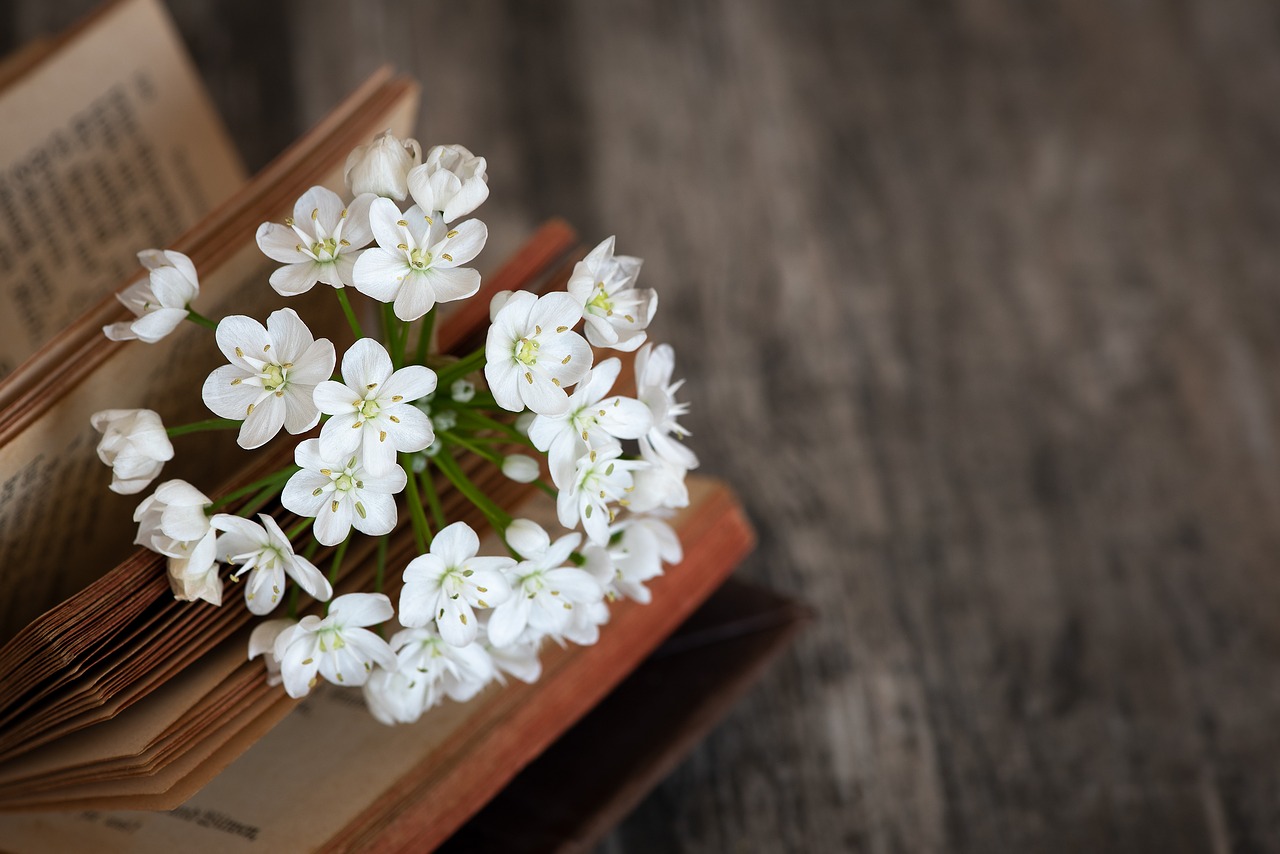 blossom  bloom  white free photo