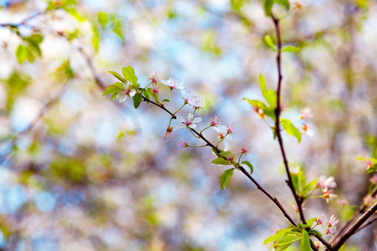 blossom  branch  sheet free photo