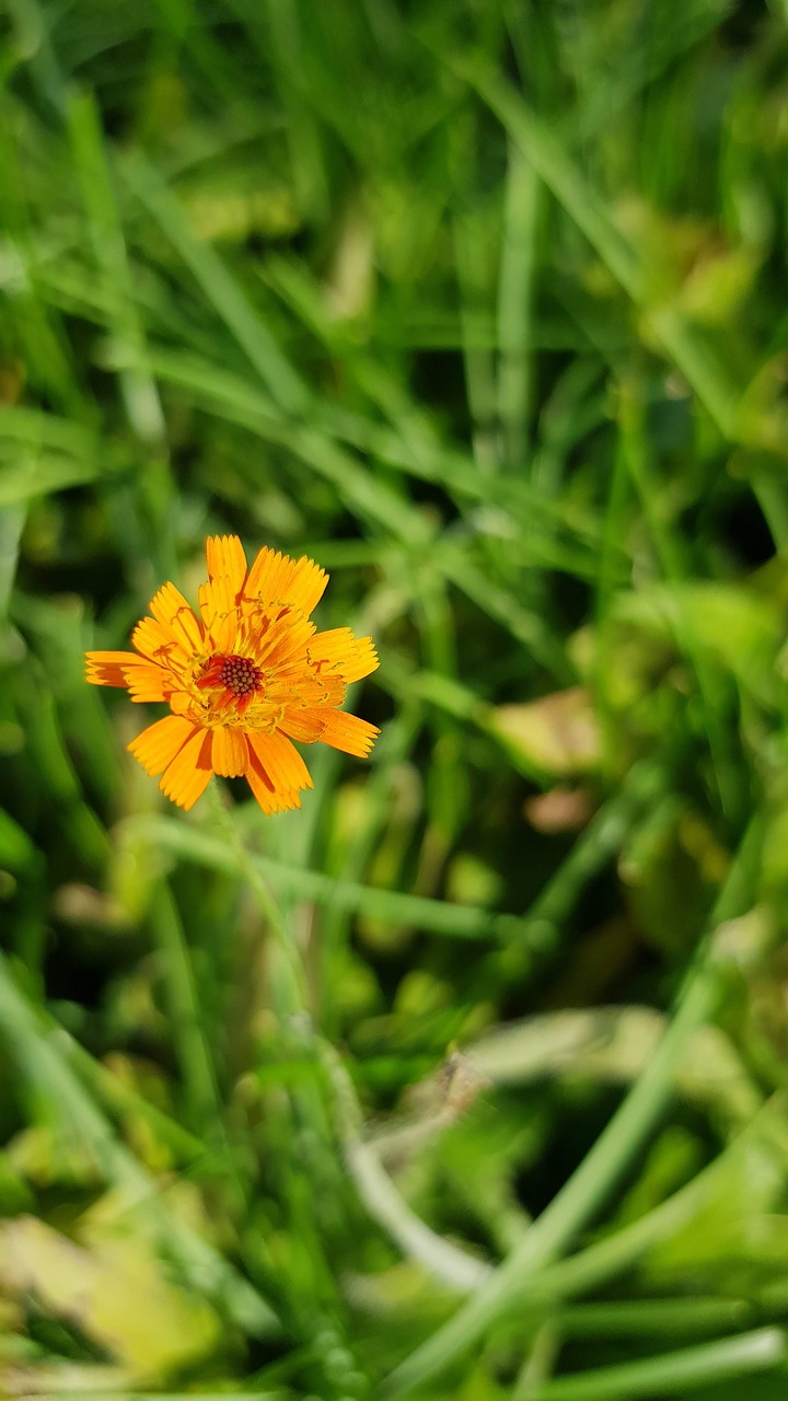 blossom  bloom  orange free photo