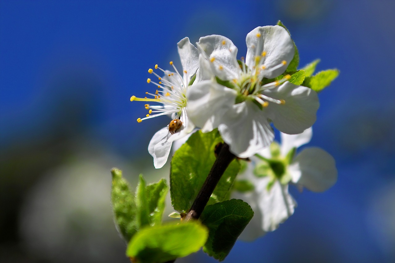 blossom  bloom  nature free photo