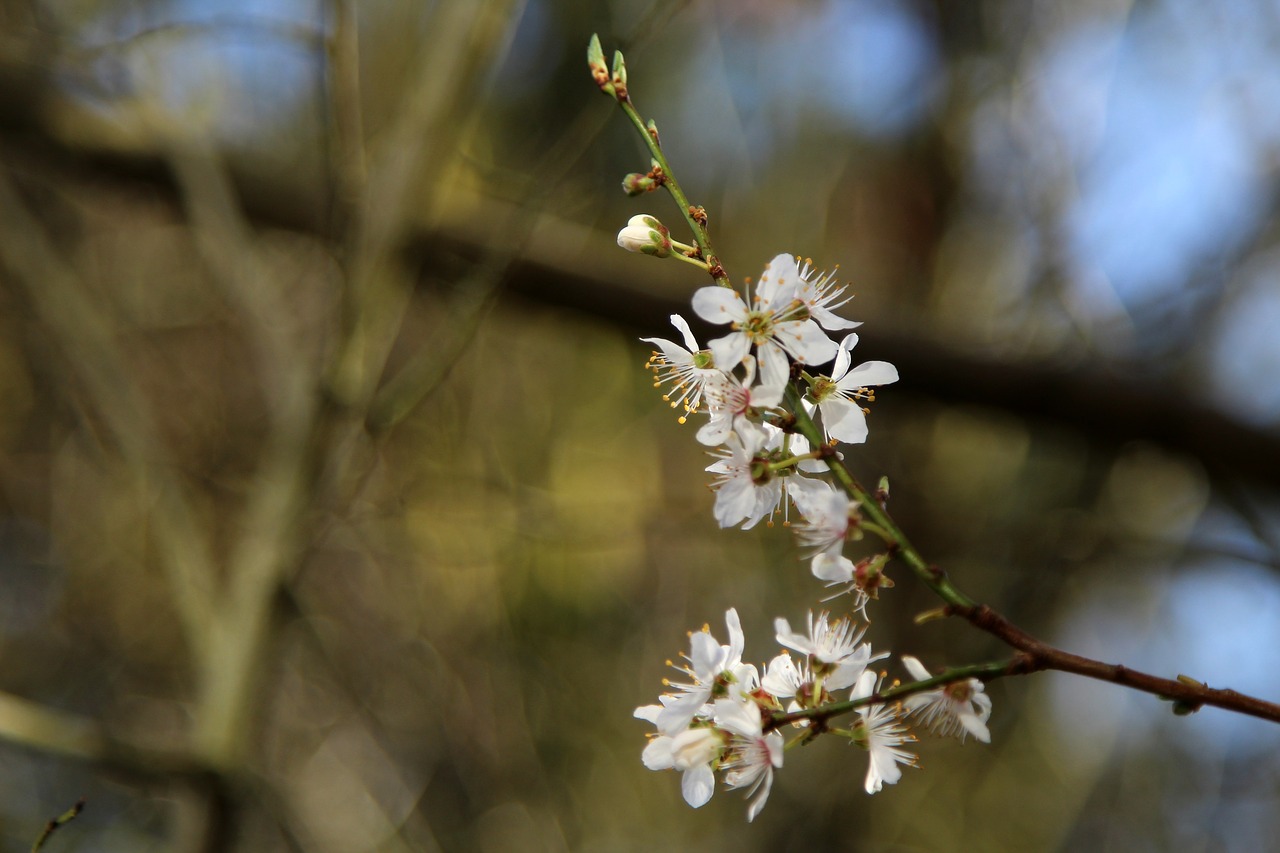 blossom  tree  spring free photo