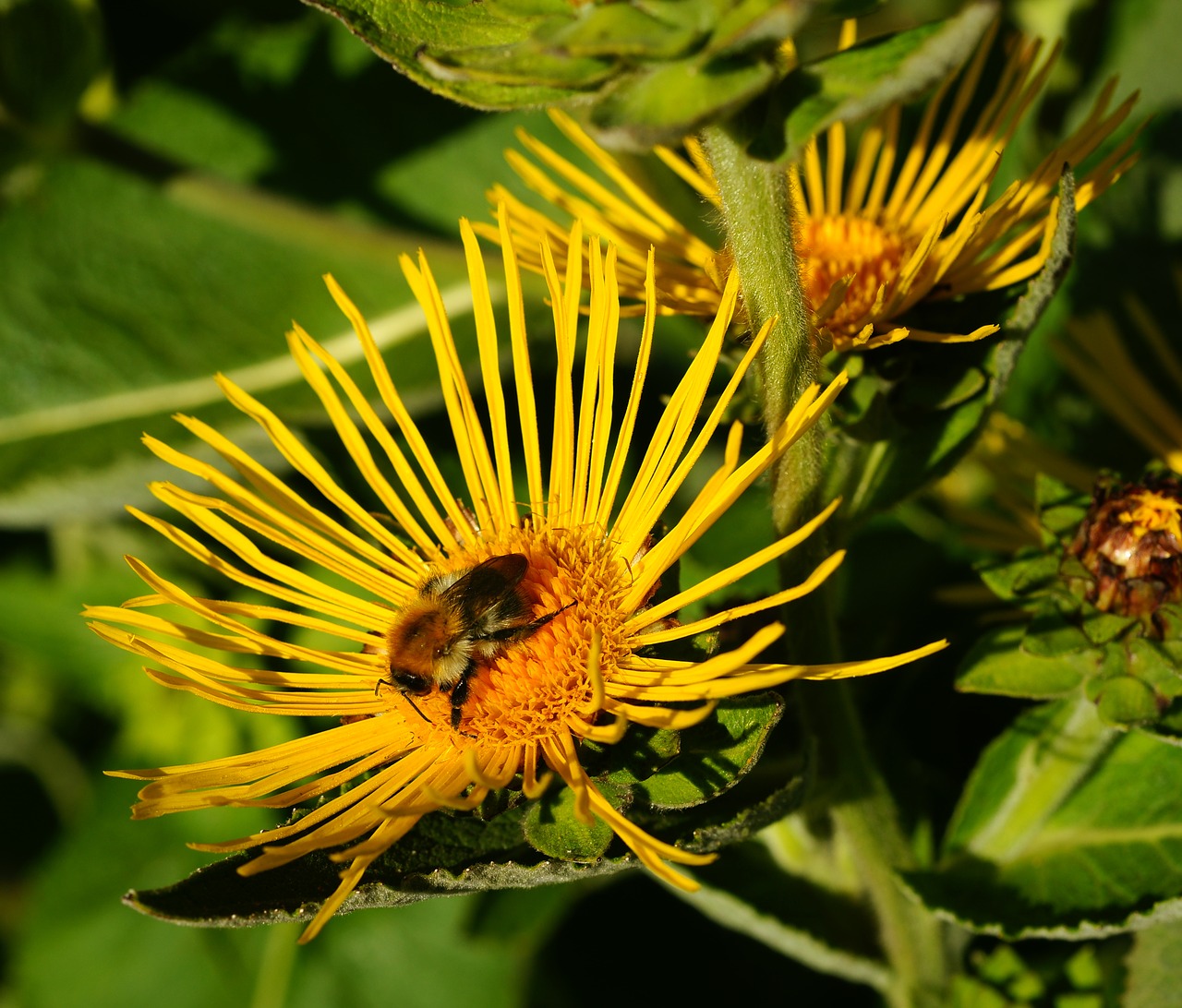 blossom  bloom  yellow free photo