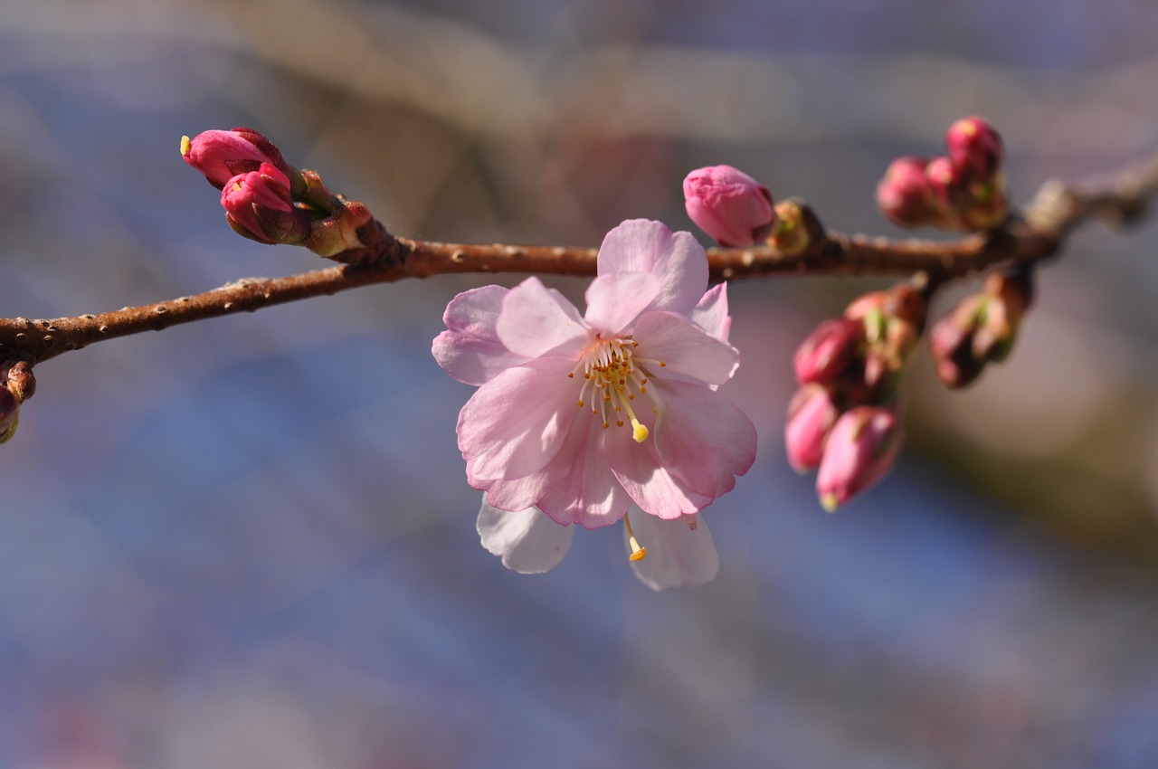 blossom  prunus  spring free photo